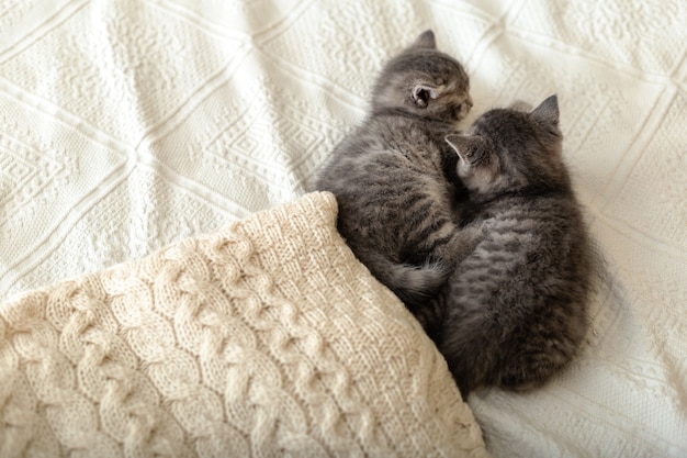 Leuke gestreepte katkatjes die op witte plaid liggen