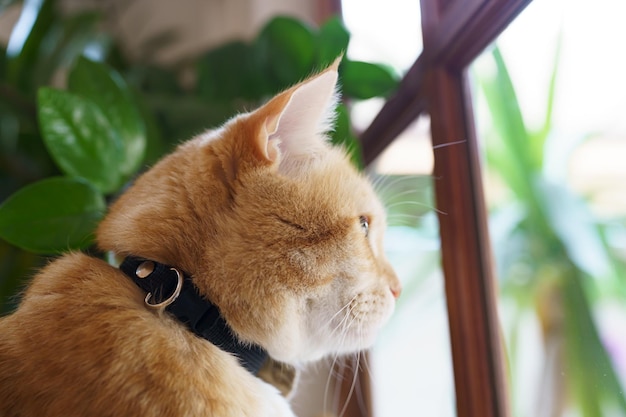 Leuke Ginger-kat die op het raam zit te wachten op de eigenaar
