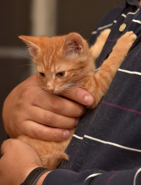 Foto leuke ginger kitten in handen close-up