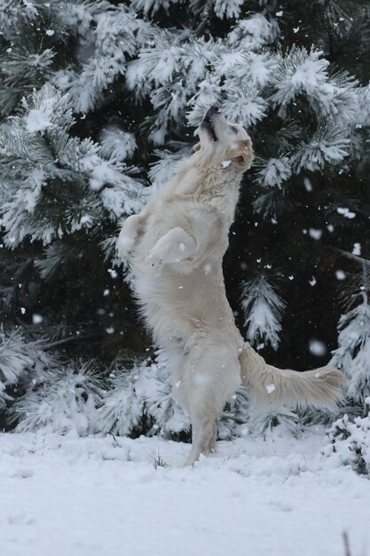 Leuke golden retriever die in de sneeuw rent en speelt