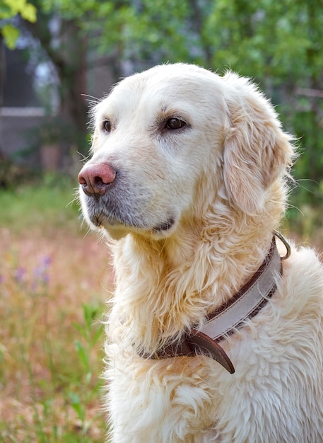 Leuke golden retriever hond close-up