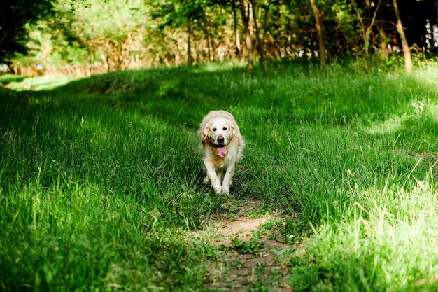 Leuke golden retriever in het groene gras