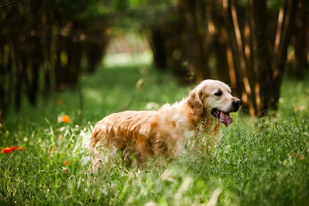 Leuke golden retriever in het groene gras