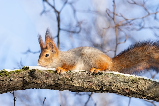 Leuke grappige dichtbegroeide euraziatische rode eekhoorn zittend op een boomtak in de wintersneeuw