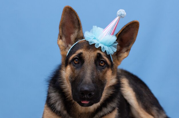 Leuke grappige hond met feestmuts op blauwe achtergrond