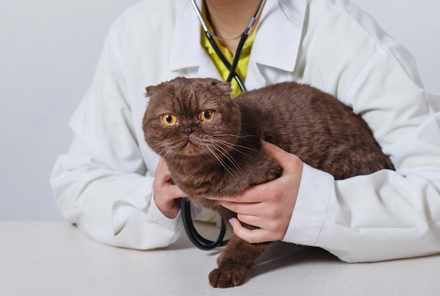 Leuke grappige kitty in handen bij de dierenarts van de vrouw op witte achtergrond.