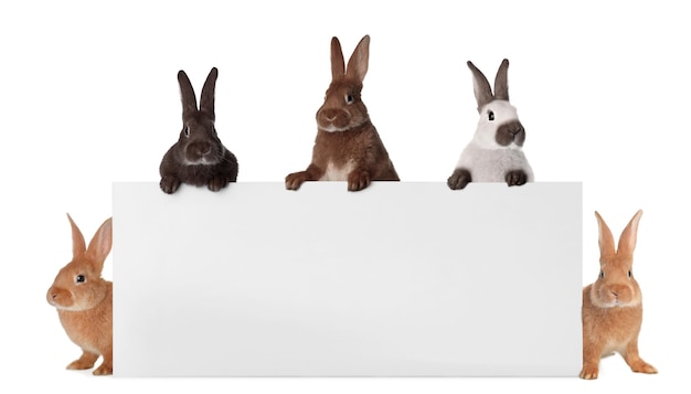 Leuke grappige konijntjes die uit lege bannerruimte gluren voor tekst Pasen-symbool