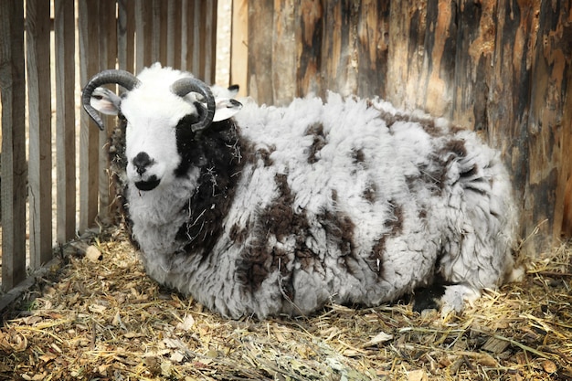 Leuke grappige schapen in dierentuin