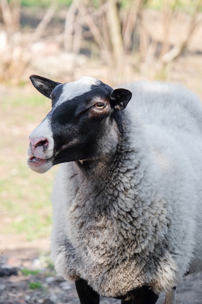 Leuke grappige schapen op de boerderij