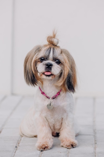 Leuke grappige shih tzu rashond buitenshuis. Hond trimmen. Grappige hond in de stad