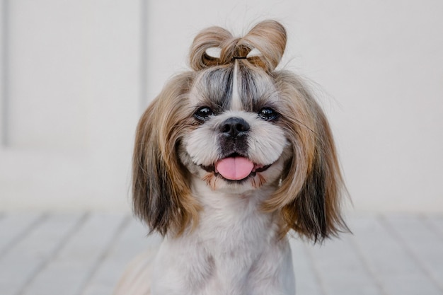 Leuke grappige shih tzu rashond buitenshuis. Hond trimmen. Grappige hond in de stad