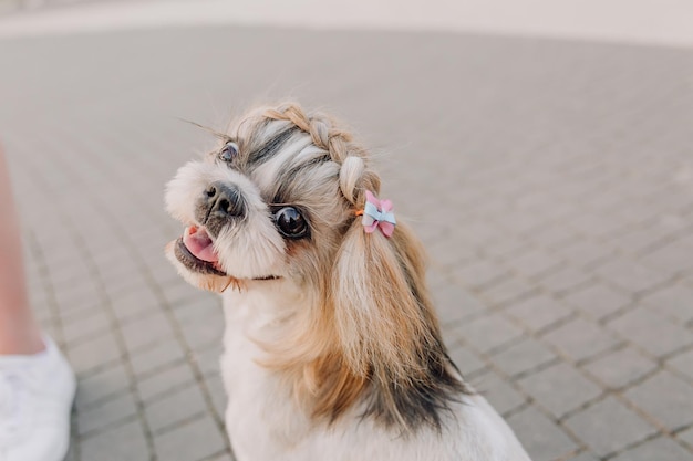 Leuke grappige shih tzu rashond buitenshuis. Hond trimmen. Grappige hond in de stad