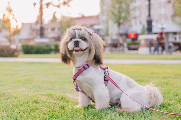 Leuke grappige shih tzu rashond buitenshuis. Hond trimmen. Grappige hond in de stad