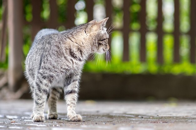 Leuke grijs gestreepte kat buiten op straat in de zomer.