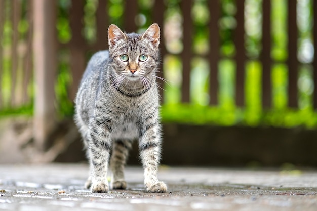 Foto leuke grijs gestreepte kat die zich buiten op de zomerstraat bevindt.