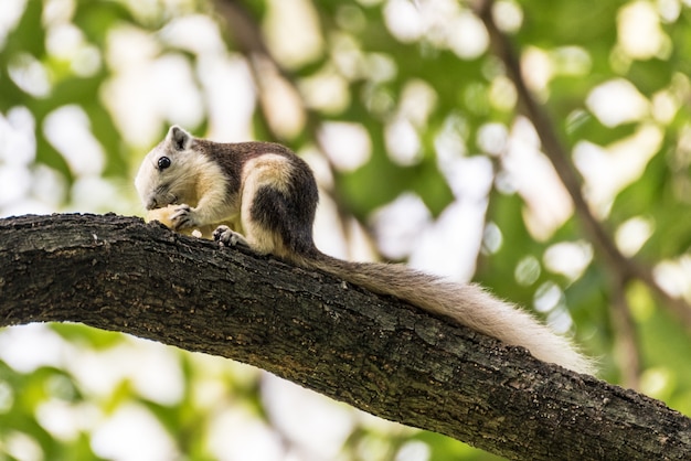 Foto leuke grijze eekhoorn die in het park eet