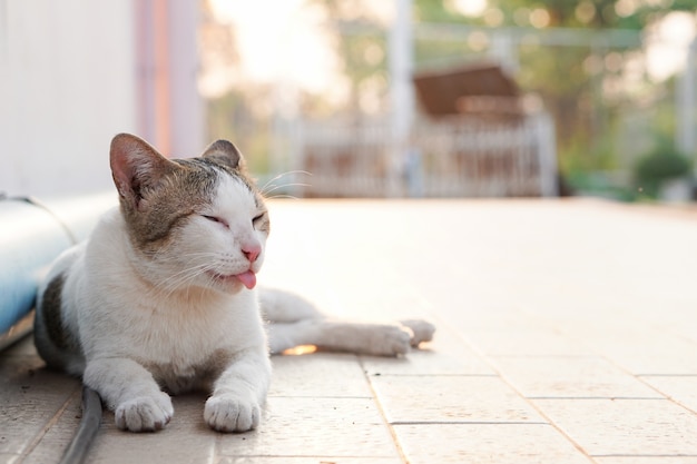 Leuke grijze en witte kat in het Thais