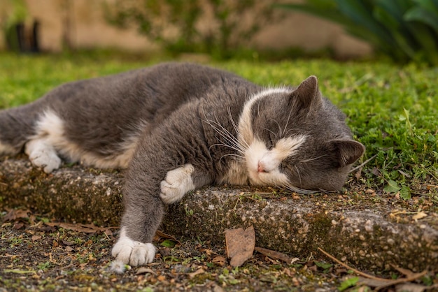 Leuke grijze en witte kattenrust in de wei