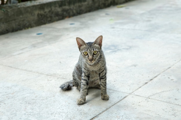 Leuke grijze felis of katten die op de vloer spelen