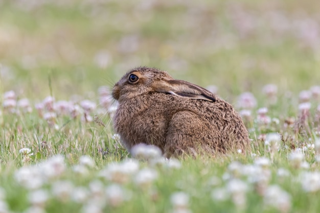 Leuke grijze haaszitting tussen groen gras en bloemen