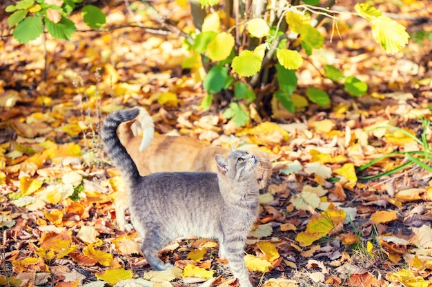 Leuke grijze kat die op de gevallen bladeren in het herfstpark loopt