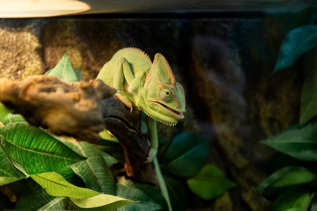 Leuke groene kameleon koestert zich onder lamp in aquarium