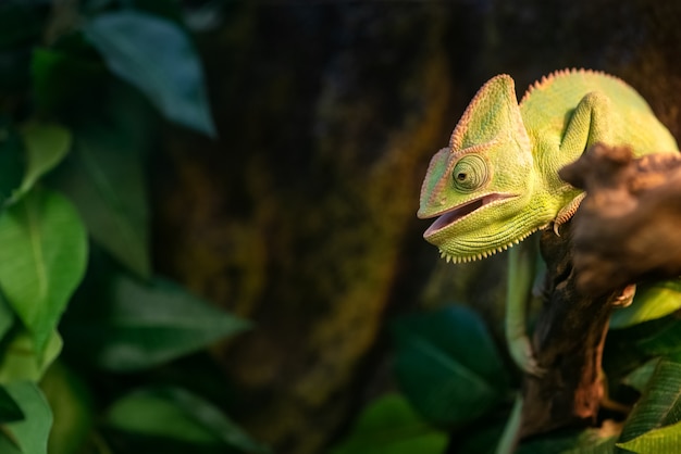 Foto leuke groene kameleon met zijn open mond zit op tak