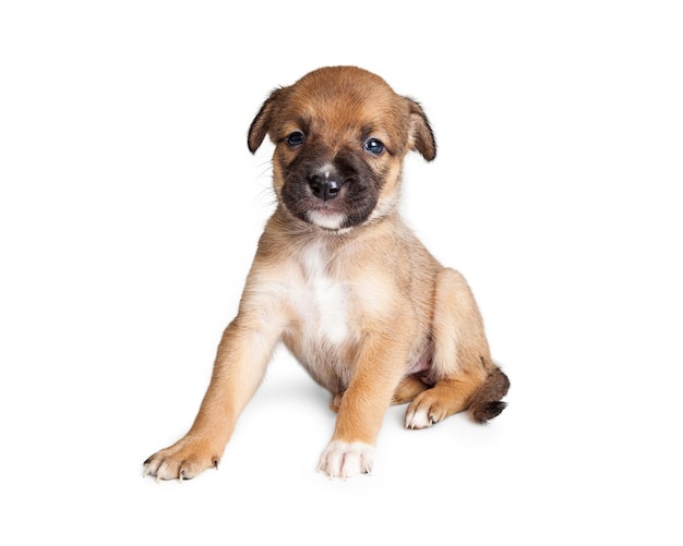 Leuke herder kruising puppy