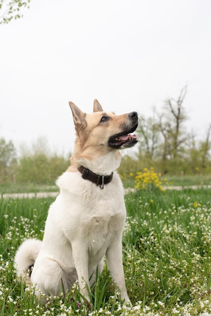 Leuke herdershond van gemengd ras op groen gras in de lentebloemen