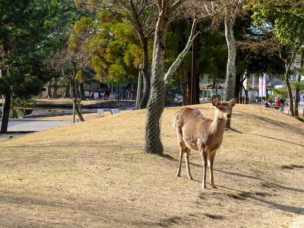 Foto leuke herten in nara, japan