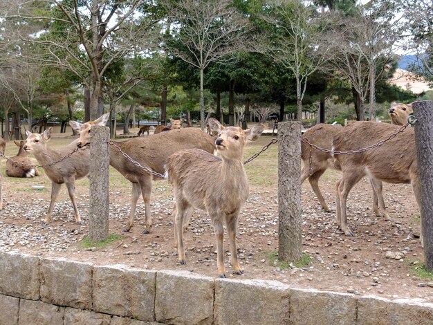 Foto leuke herten in nara, japan