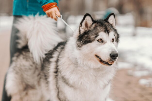 Leuke hond aangelijnd Honden tijdens een wandeling Winterdag