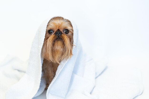 Leuke hond brussel griffon met witte handdoek close-up op witte achtergrond