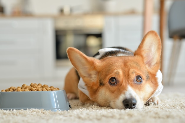 Leuke hond dichtbij kom met droog voedsel thuis