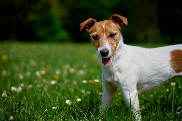 Leuke hond die bij groen gras Jack Russell Terrier-portret in openlucht loopt