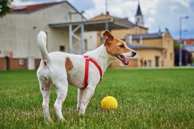 Leuke hond die bij groen gras loopt dat met stuk speelgoed bal speelt