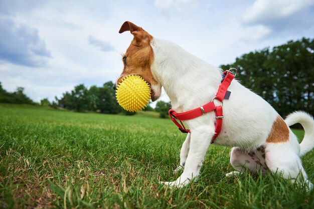 Leuke hond die bij groen gras loopt dat met stuk speelgoed bal speelt