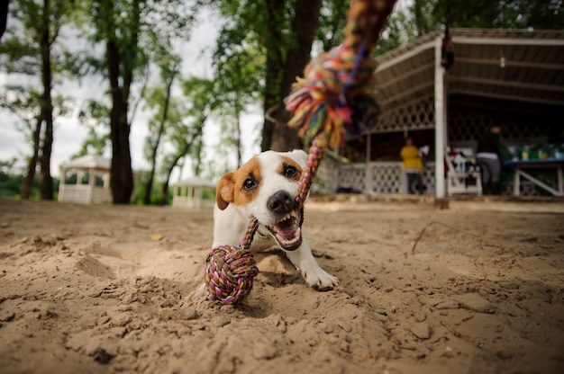 Leuke hond die het touw op het strand bijt