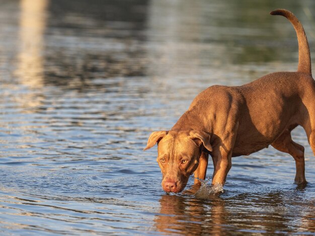 Leuke hond die in de rivier zwemt op een heldere zonnige dag Close-up buitenshuis Daglicht Concept van zorgonderwijs gehoorzaamheidstraining en het grootbrengen van huisdieren