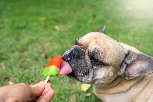 Leuke hond die in de tuin ligt en popsicle likt.