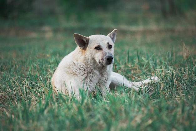 Leuke hond die in het gras zit.