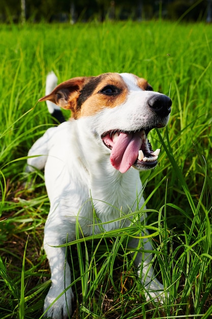 Leuke hond die op gras ligt