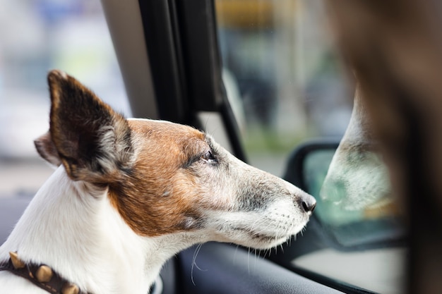 Leuke hond die uit het autoraam kijkt