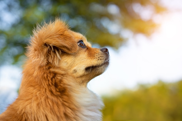 Leuke hond die zich buiten bevindt