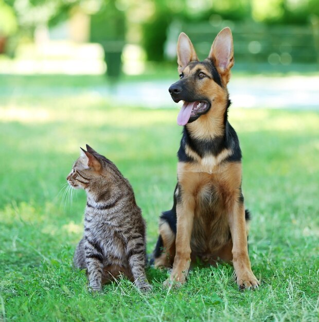 Leuke hond en kat op groen gras