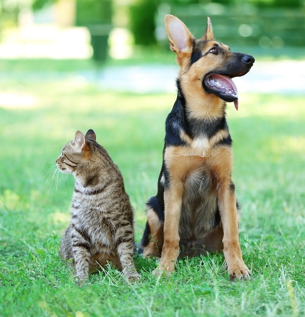 Leuke hond en kat op groen gras