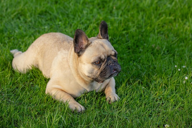 Leuke hond Franse bulldog van beige kleur ligt op het gras