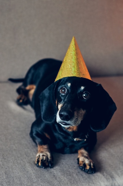 Leuke hond in feestmuts. Gelukkige verjaardag verjaardag. Zwart bruin tekkelportret dat een nieuw jaar viert.