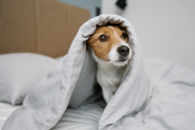 Leuke hond in slaapkamer huisdier ligt op het bed en gluurt uit de deken