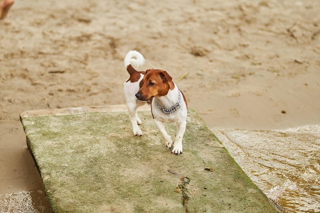 Leuke hond jack russell terrier Jack russell terrier op de pier